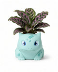 Monster Plant